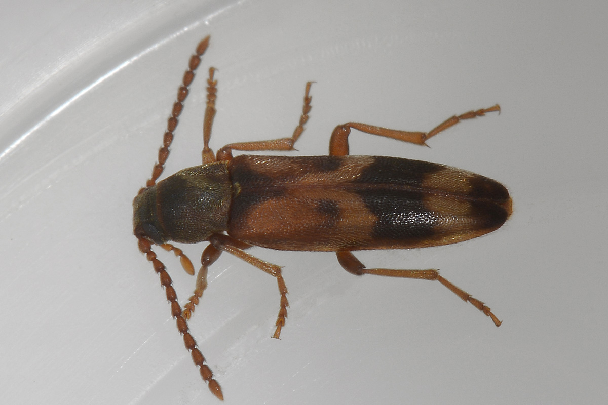 Hypulus quercinus - Melandryidae